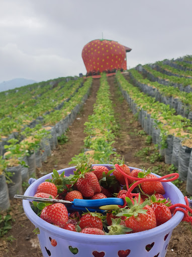 Kebun Strawberry DZ Jikho