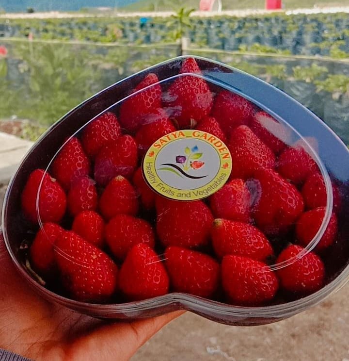 Strawberry Satya Garden