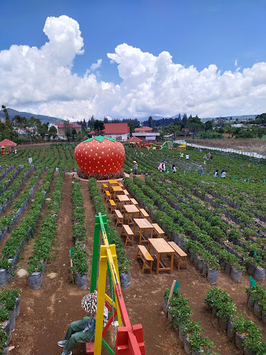 Kebun Strawberry Dzjikho